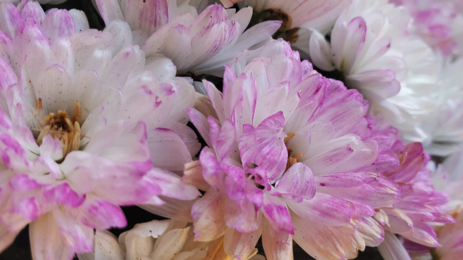 pink and white mums